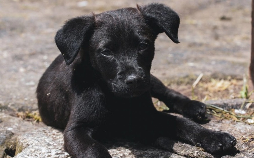 Un perrito es atacado durante un sicariato en Pascuales, Guayaquil