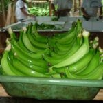El Carmen y Santo Domingo son los principales pilares de la producción de plátano en Ecuador