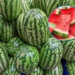 El truco más fiable para que sepas elegir una buena sandía está en este detalle