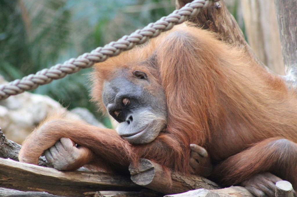 Los orangutanes compensan la falta de sueño con siestas