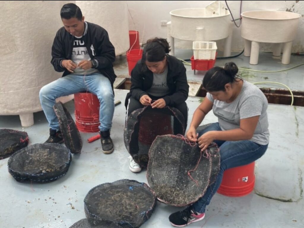 Pescadores artesanales se preparan para el cultivo de ostras