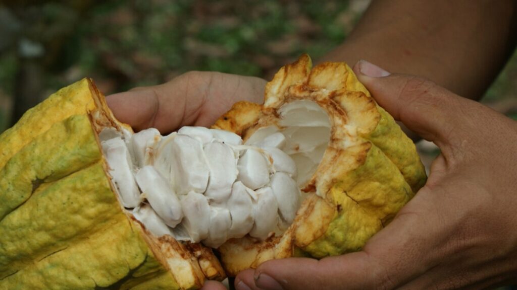 La provincia de Los Ríos es la mayor productora de cacao a nivel nacional, aporta con 122 mil 716 toneladas métricas al año. (Ministerio de Agricultura).