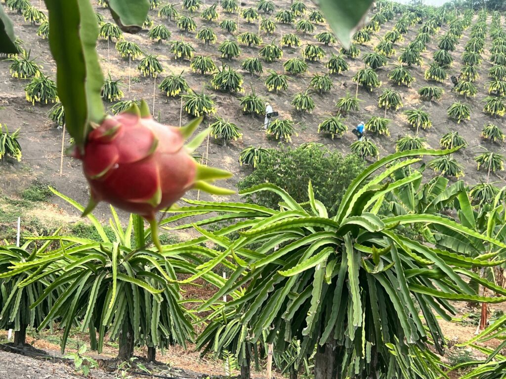 Por qué Perú frenó la importación de pitahaya ecuatoriana