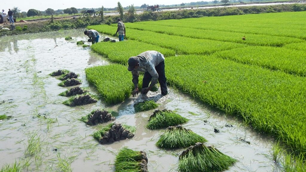 Pro Ecuador lideró la mesa urgente por la crisis del sector arrocero en Ecuador, se reporta sobreproducción de la gramínea. (MAG).