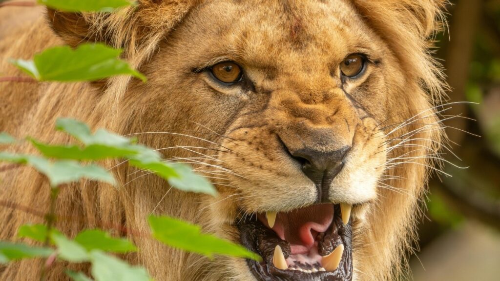Video: Un león atacó a una madre y a sus dos hijos mientras caminaban por una calle de la ciudad de Lahore, Pakistán. (Pexels).