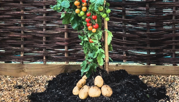 Un cruce natural entre tomate y Etuberosum dio origen a la papa hace 9 millones de años