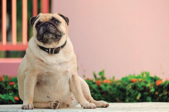 El sobrepeso en perros y gatos: un problema silencioso que afecta su salud