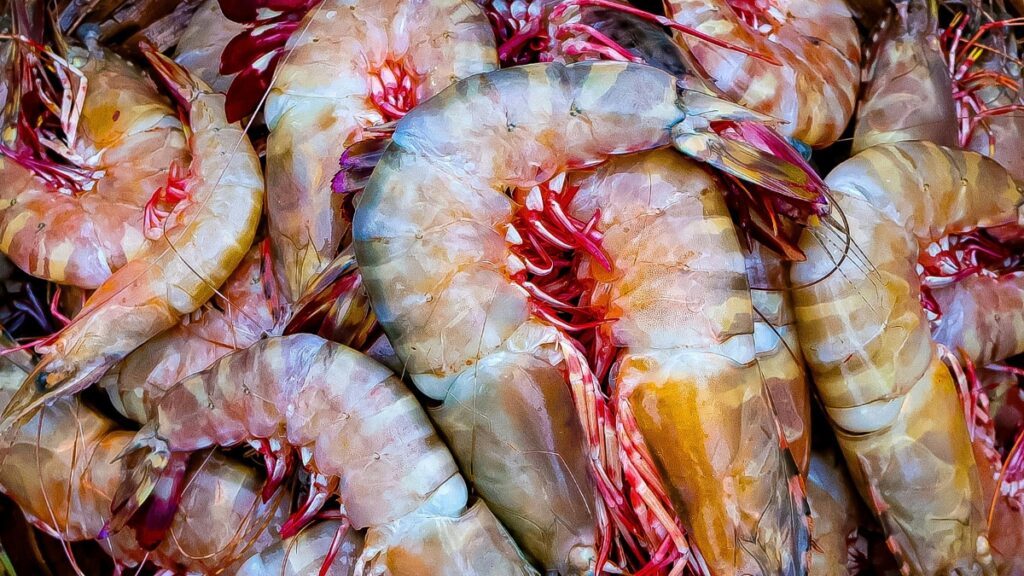 El camarón se consolidó como el producto de mayor exportación de Ecuador, por encima del petróleo. (Pexels)