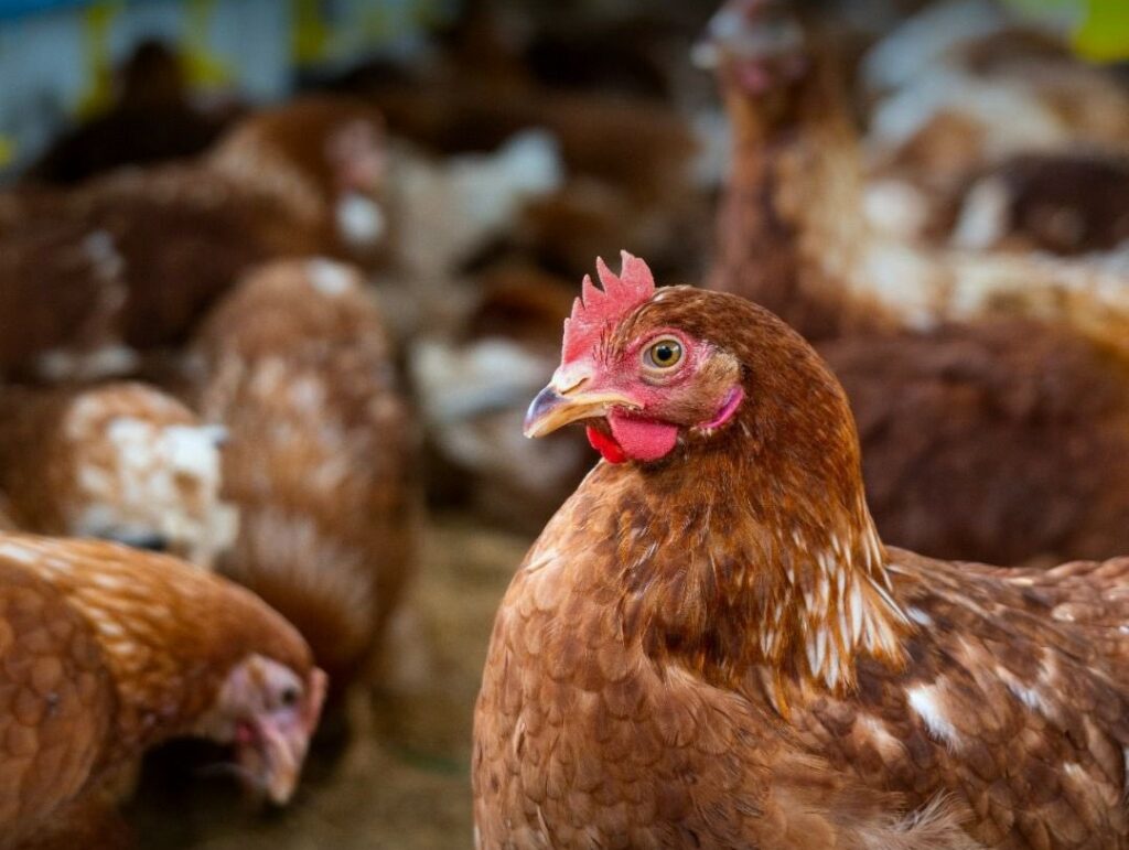 La influenza aviar en Ecuador afectó a 1.2 millones de aves; el país ya recuperó su estatus como libre de la enfermedad