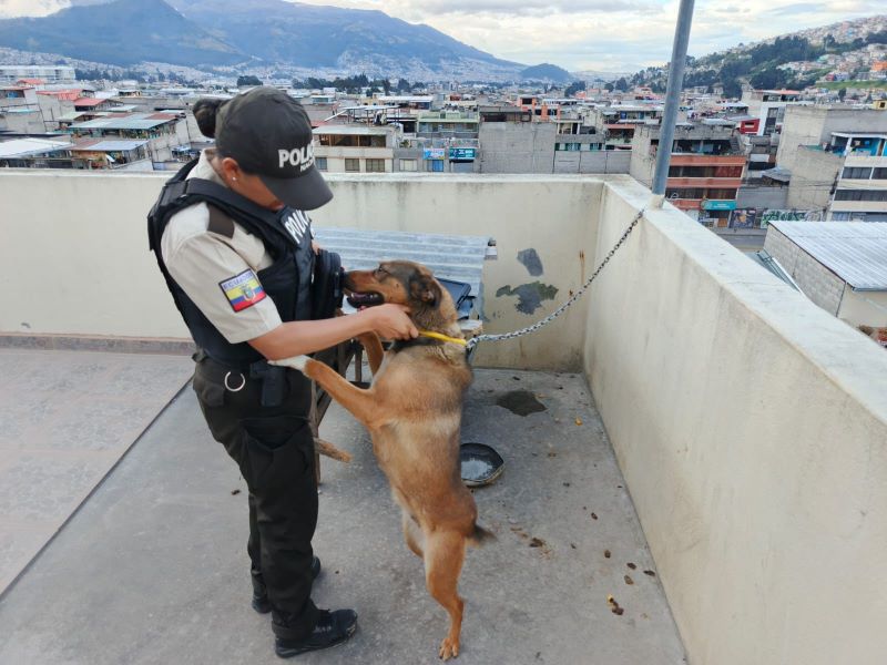 Quito Animal vivía atado con manguera de gas; responsable enfrenta proceso sancionador