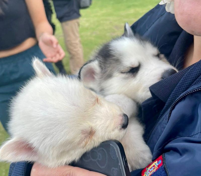 Vendía cachorros en una mochila recibió multa de USD 4.700 en Quito