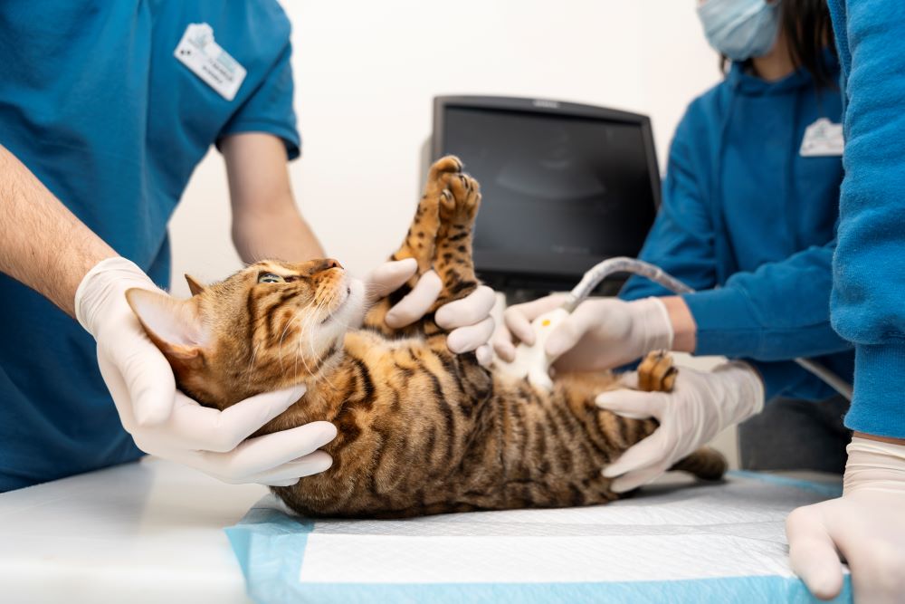 Esterilización en mascotas, un acto de amor y salud preventiva