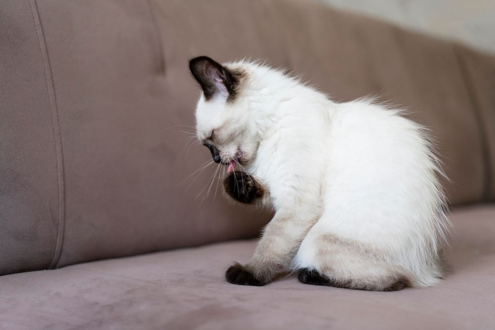 Pulgas en gatos: cómo combatirlas con un remedio casero y mantener tu hogar libre de parásitos