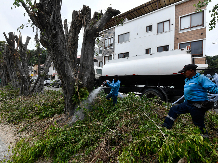 Parques EP confirmó que la poda, ejecutada sin autorización municipal, comprometió la vitalidad de los árboles ficus.