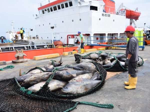 La flota atunera ecuatoriana, la más potente del Pacífico Oriental, tiene base principal en Manta.