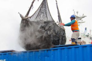 En 2024, el sector pesquero generó exportaciones por 2.527 millones de dólares, de los cuales el 70% (1.770 millones) provino del sector atunero.