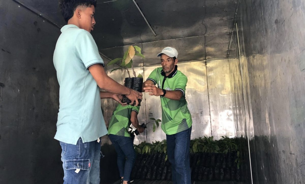 Los alumnos de la carrera de agronomía también brindan asistencia técnica a los agricultores de cacao.
