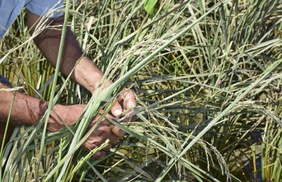 20210313112234_con-la-pandemia-la-agricultura-perd