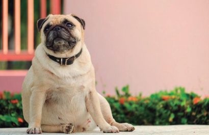 El sobrepeso en perros y gatos: un problema silencioso que afecta su salud