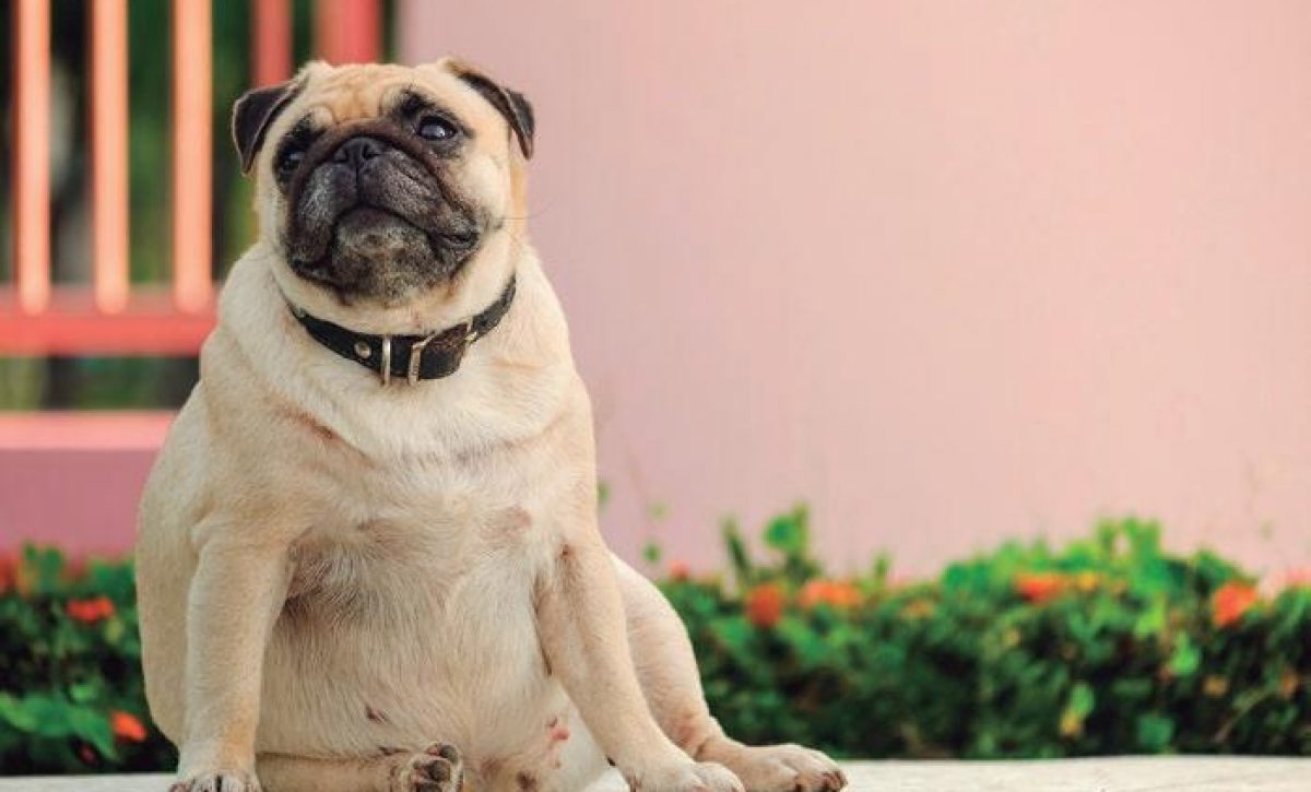 El sobrepeso en perros y gatos: un problema silencioso que afecta su salud
