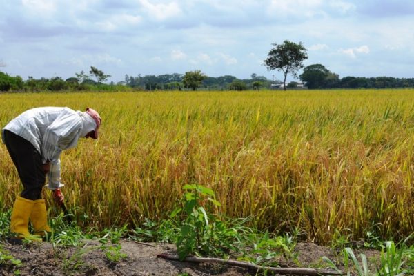 Afiliados al Seguro Campesino anuncian marcha para este lunes 25 de agosto en Portoviejo, provincia de Manabí. (Ministerio de Agricultura)