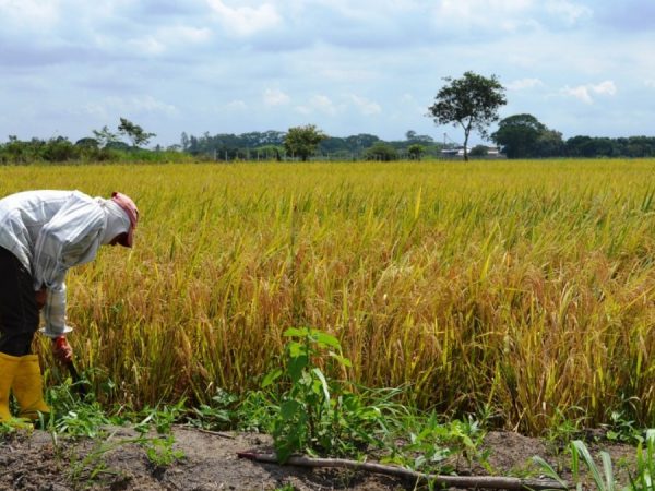 Afiliados al Seguro Campesino anuncian marcha para este lunes 25 de agosto en Portoviejo, provincia de Manabí. (Ministerio de Agricultura)