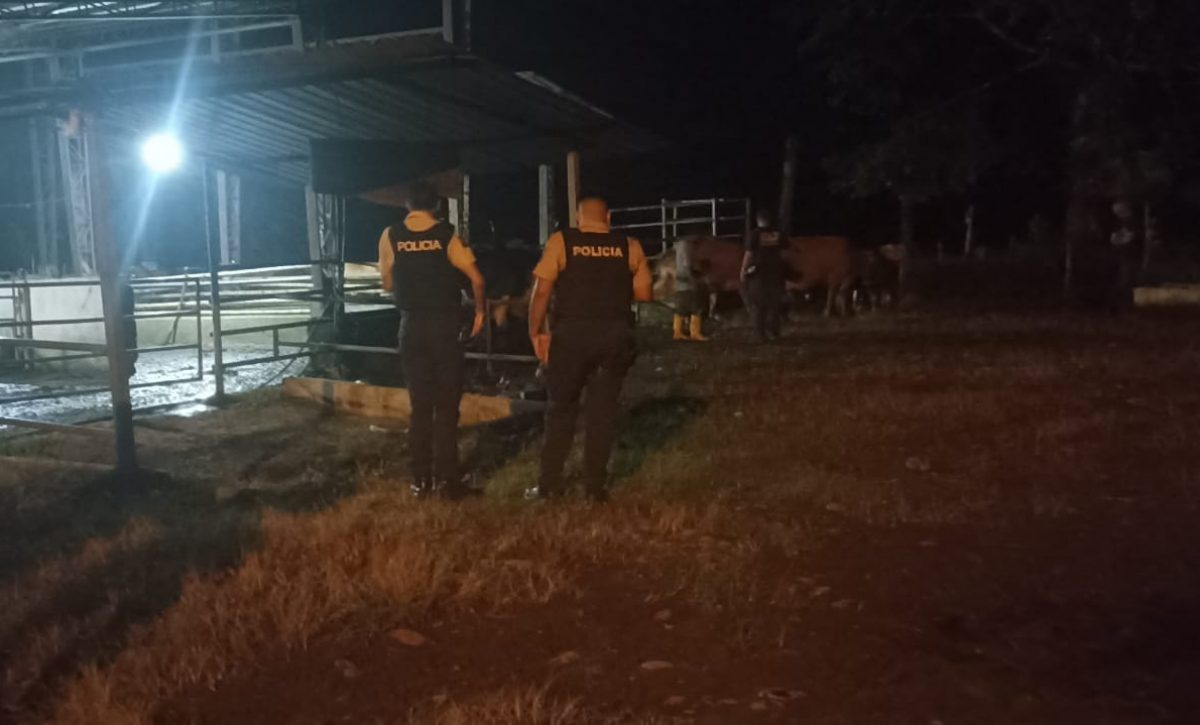 Amarraron al cuidador y huyeron con 27 reses así operó una banda en La Concordia