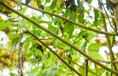 Avistan-individuos-de-pajaro-brujo-en-peligro-critico-en-isla-de-Galapagos