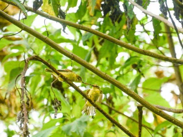 Avistan-individuos-de-pajaro-brujo-en-peligro-critico-en-isla-de-Galapagos
