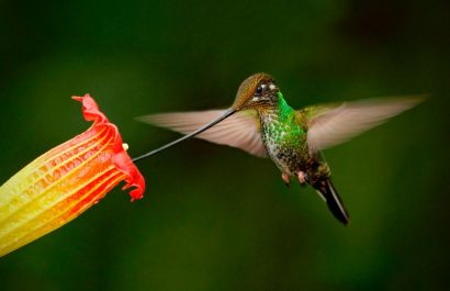 Colibríes de pico largo desaparecen por deforestación en bosques del sur del país