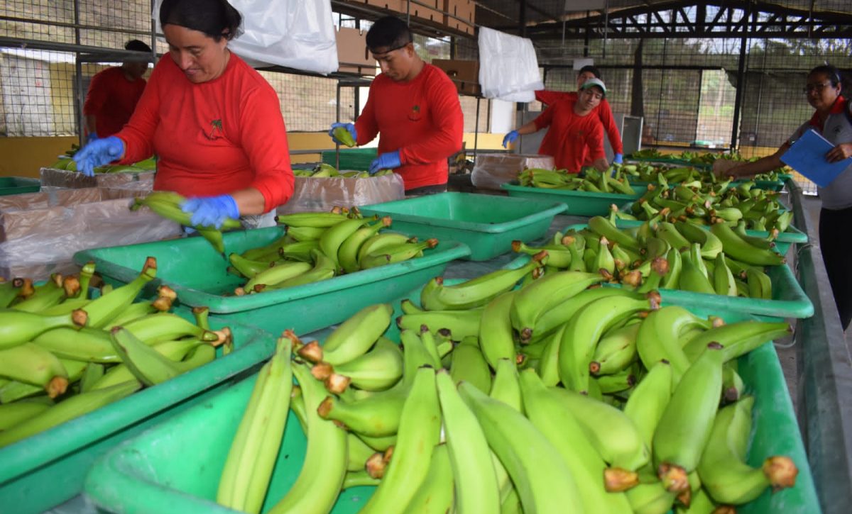 Caja de plátano barraganete alcanza récord de 16 dólares en El Carmen, Manabí