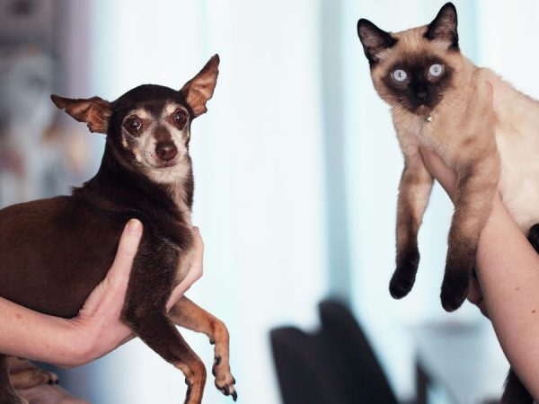 ¿Cuántos perros y gatos hay en Ecuador y cuáles son los gastos comunes que implica la tenencia responsable de mascotas? (Pexels).