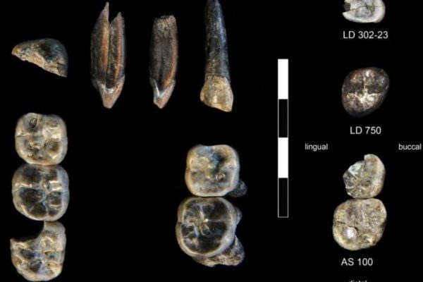 Descubren nueva especie de Australopithecus en Etiopía que reescribe la evolución humana