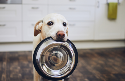 Mascotas felices y sanas: la importancia de una buena alimentación