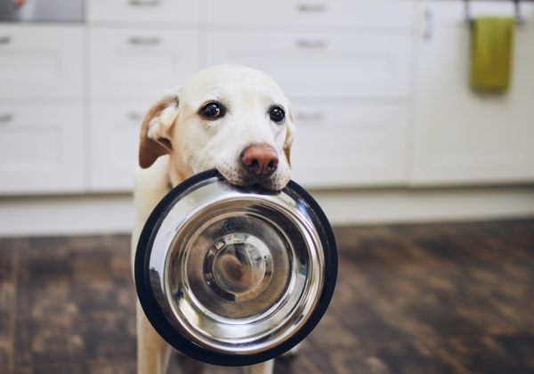 Mascotas felices y sanas: la importancia de una buena alimentación