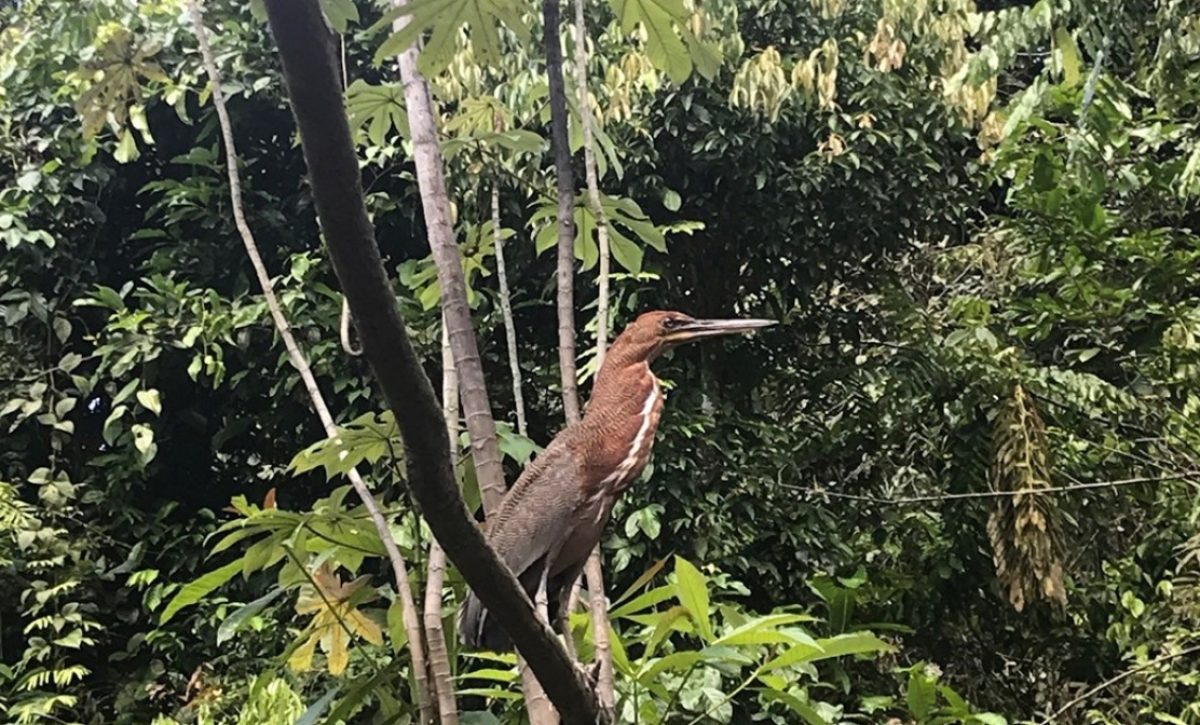 Ecuador Un llamado urgente en el Día Internacional de la Diversidad Biológica