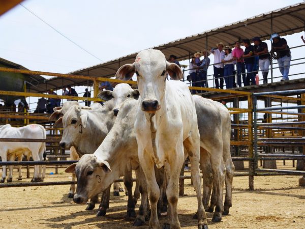 Ecuador enfrenta una caída sostenida en la producción ganadera, advierte la Asogan de Santo Domingo