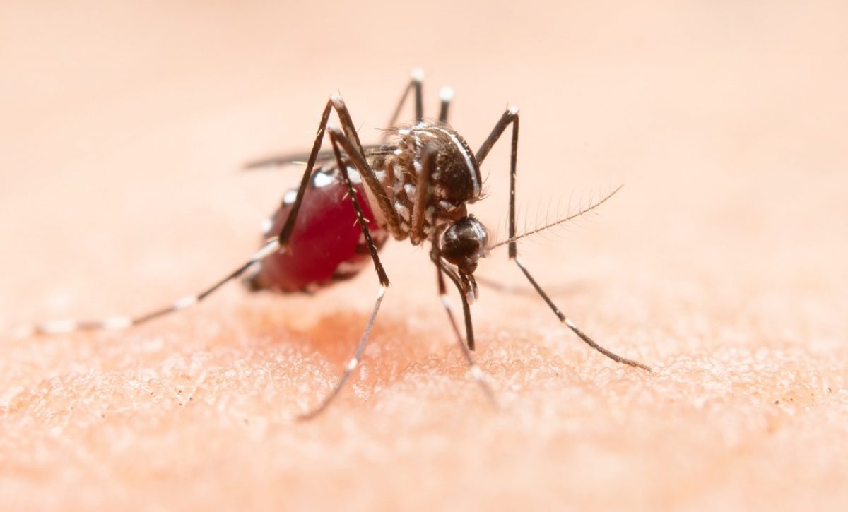 Ecuador y Perú coordinan esfuerzos para controlar la malaria en zona fronteriza