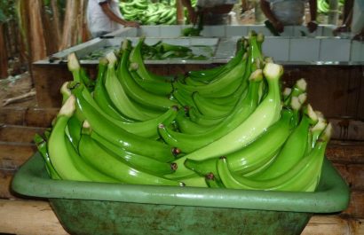 El Carmen y Santo Domingo son los principales pilares de la producción de plátano en Ecuador
