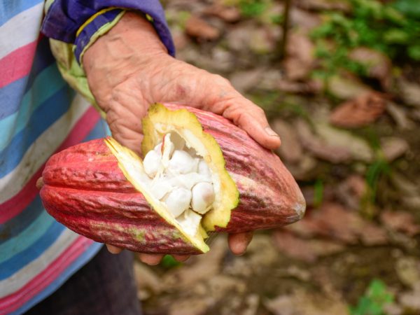 El cacao ecuatoriano supera al banano en exportaciones, impulsando la economía nacional