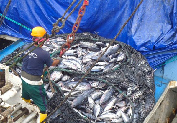 El sector atunero de Ecuador consume cerca de 43 millones de galones de diésel al año, según la Cámara Nacional de Pesquería