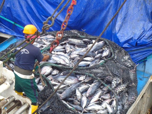 El sector atunero de Ecuador consume cerca de 43 millones de galones de diésel al año, según la Cámara Nacional de Pesquería