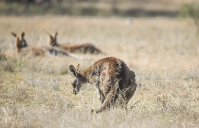 EuropaPress_3995263_210818_-_canberra_aug_18_2021_xinhua_-_photo_taken_on_aug_12_2021_shows-scaled-1