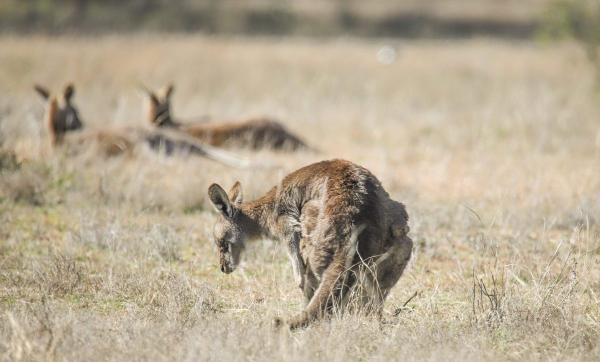 EuropaPress_3995263_210818_-_canberra_aug_18_2021_xinhua_-_photo_taken_on_aug_12_2021_shows-scaled-1