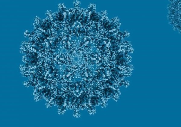 Cada 30 segundos muere una persona por hepatitis: la OMS pide actuar ya