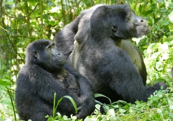 El sorprendente poder de las hembras de gorila sobre los machos