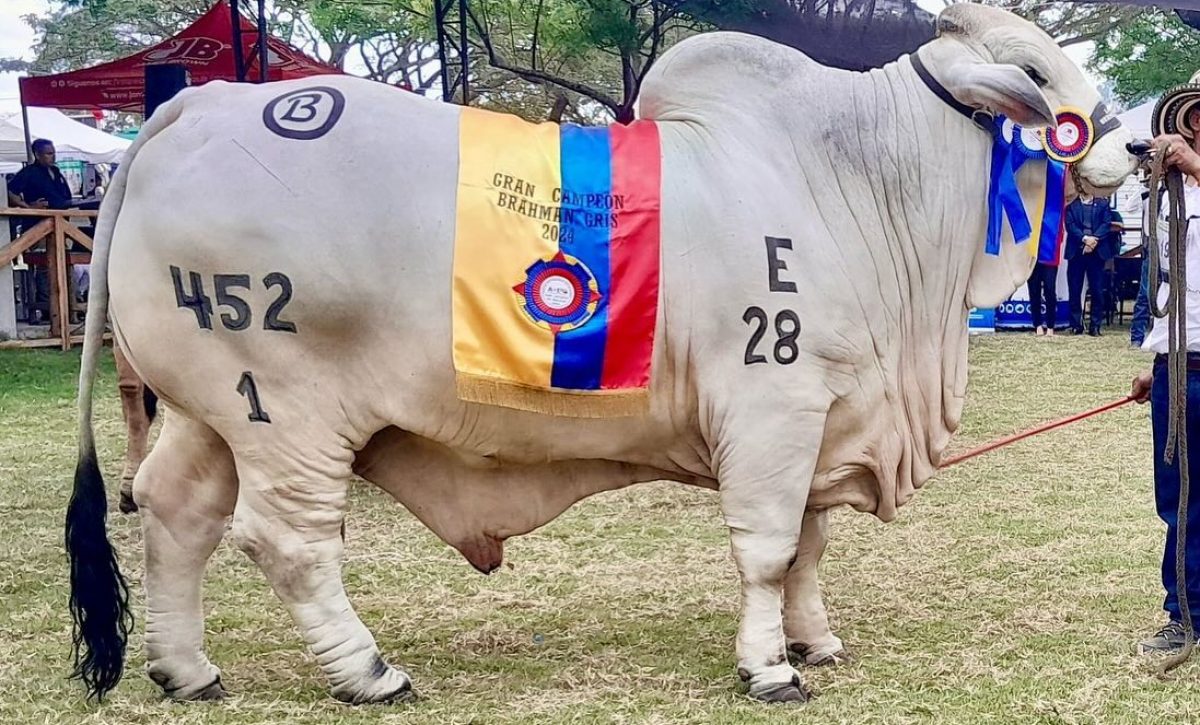 Expogan 2025 El Carmen se alista para su emblemática feria ganadera con rodeos, exposiciones y más