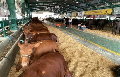 Expogan 2025 se alista para posicionar a Santo Domingo como referente ganadero nacional