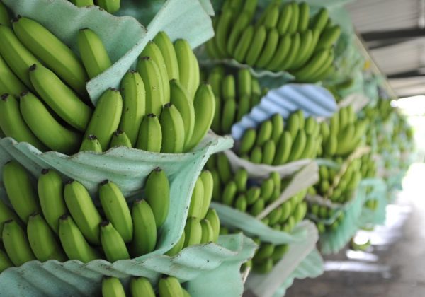 Exportaciones de banano ecuatoriano crecieron en el primer semestre del 2025