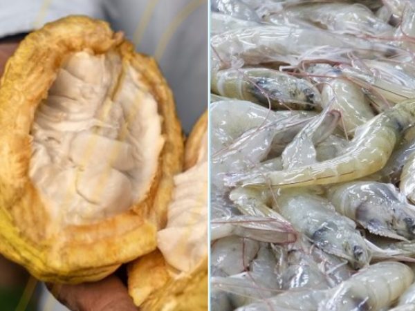 Exportaciones ecuatorianas no tradicionales crecen 24% cacao y camarón lideran el auge exportador de Ecuador en 2025